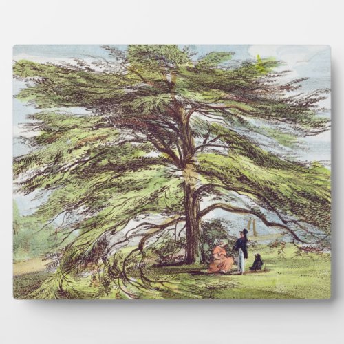 The Lebanon Cedar Tree in the Arboretum Kew Garde Plaque