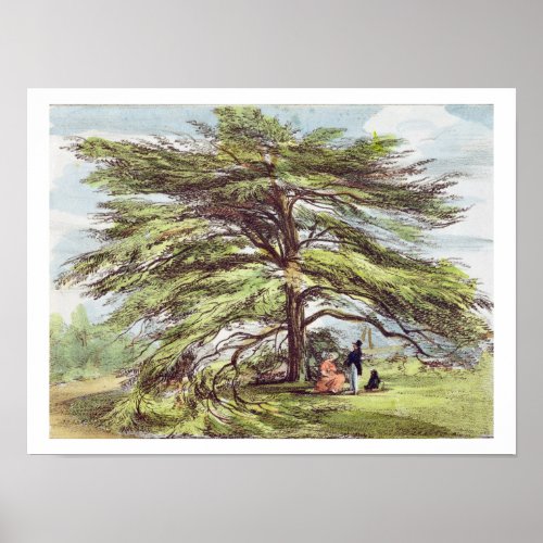 The Lebanon Cedar Tree in the Arboretum Kew Garde Poster