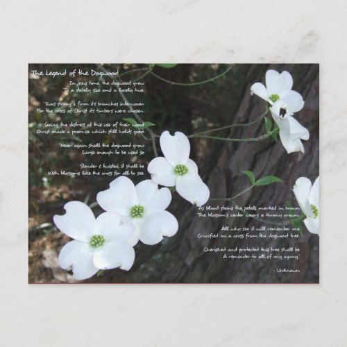 The Legend of the Dogwood Postcard