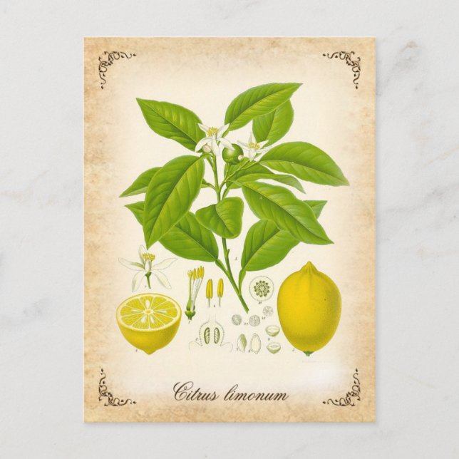 The lemon - vintage illustration postcard (Front)