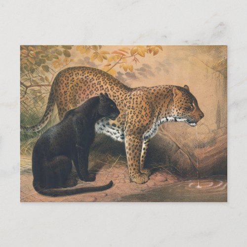 The Leopard by Joseph Wolf Postcard