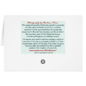 The Leopard Lacewing (Cethosia cyane) Butterfly (Back Horizontal)