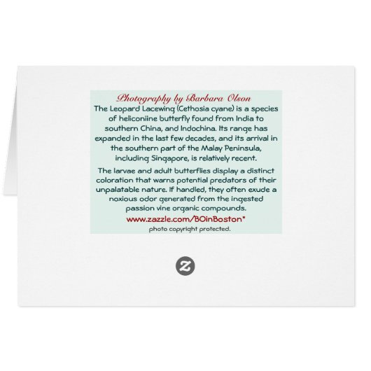 The Leopard Lacewing (Cethosia cyane) Butterfly (Back Horizontal)