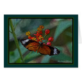 The Leopard Lacewing (Cethosia cyane) Butterfly (Front Horizontal)