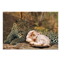 The leopard shall lie down with the kid-Isaiah 11