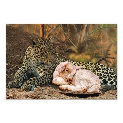 The leopard shall lie down with the kid_Isaiah 11 Photo Print