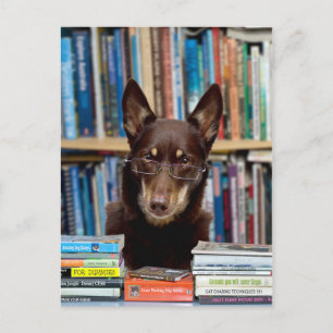 The Librarian Postcard