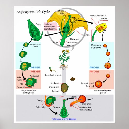 The Life Cycle of a Floral Plant Angiosperm Chart