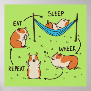 The life cycle of a Guinea Pig Poster