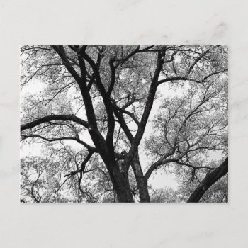 The Limbs Of Nature Postcard by visualblueprint at Zazzle