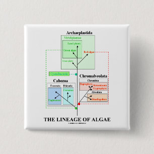 The Lineage Of Algae Button