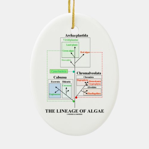 The Lineage Of Algae Evolutionary Biology Ceramic Ornament