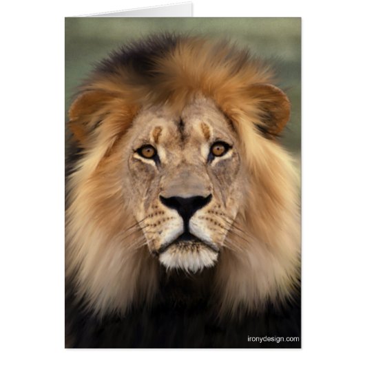 The Lion Cards (Front)