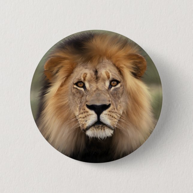 The Lion Pinback Button (Front)