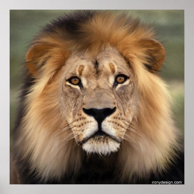 The Lion Poster (Front)