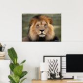 The Lion Poster (Home Office)