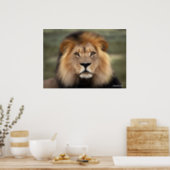 The Lion Poster (Kitchen)