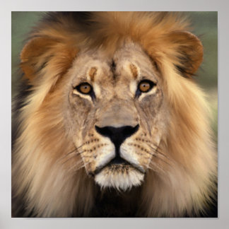 The Lion Poster