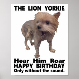 The Lion Yorkie.  Hear Him Roar Happy Birthday. Poster