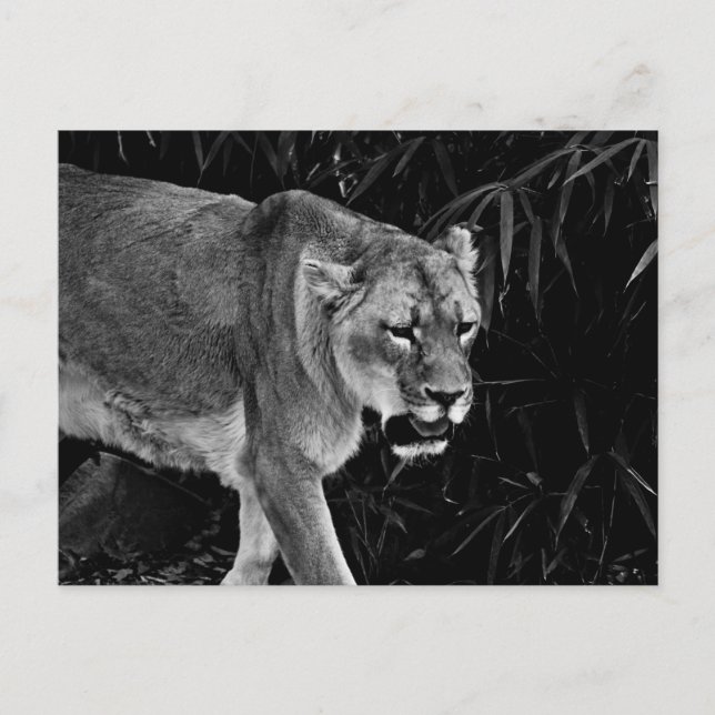The Lioness Postcard (Front)