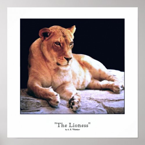 The Lioness Poster