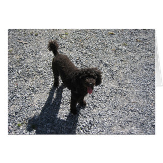 The Little Black Poodle Cards