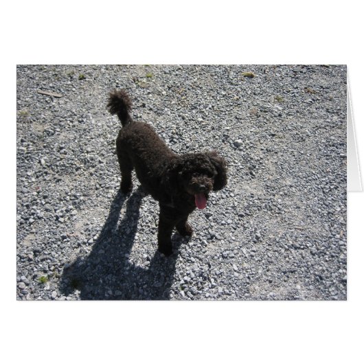 The Little Black Poodle Cards (Front Horizontal)