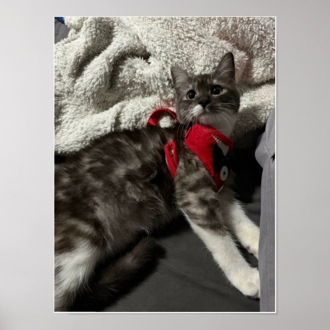 The Little Gentleman's First Gala Poster (Front)