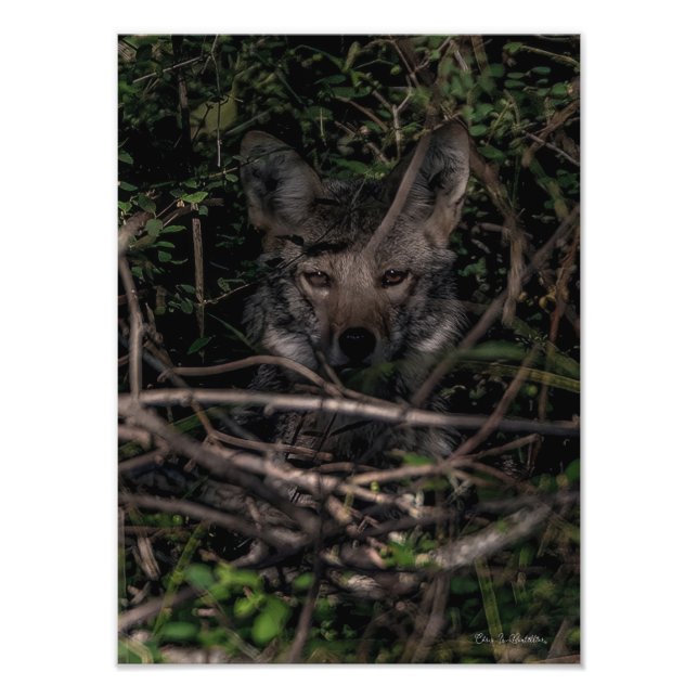 The Little One's Mom  Guemes Island Photo Print (Front)