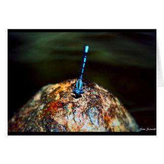 The Lone Dragonfly Cards