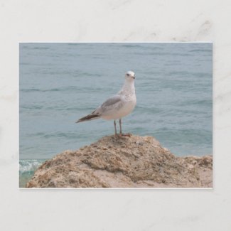 The Lone Seagull (2134) postcard