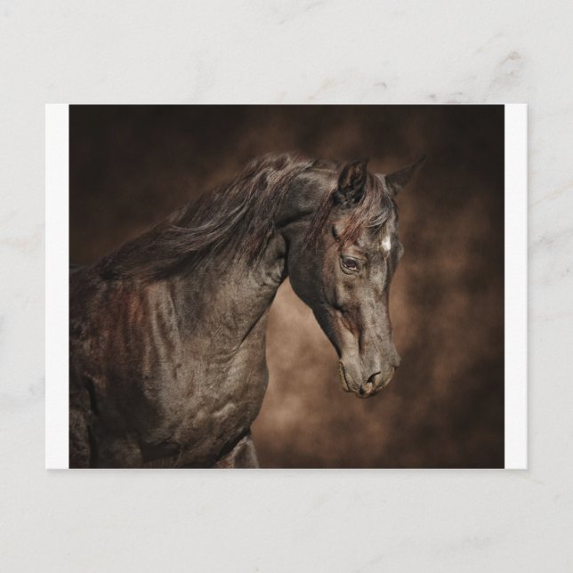 The lone stallion postcard (Front)