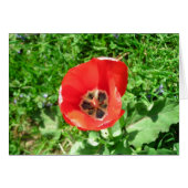 The Lone Tulip (Front Horizontal)