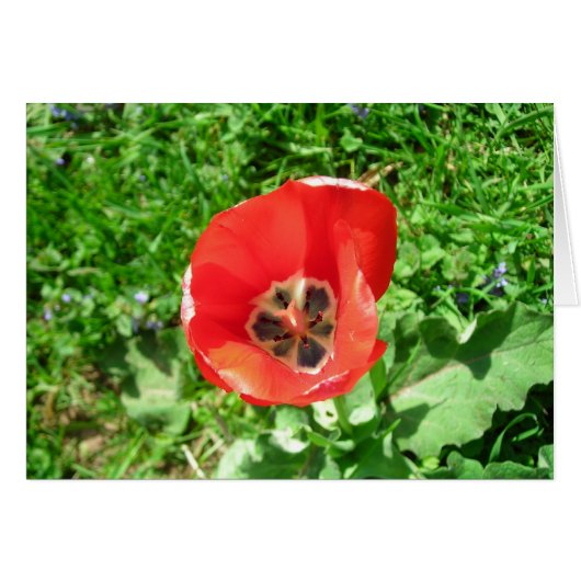 The Lone Tulip (Front Horizontal)