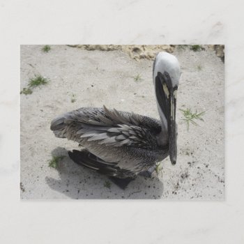 The Lonely Pelican Postcard by lperry at Zazzle