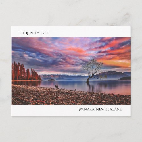 The Lonely Tree _ Wanaka New Zealand Postcard