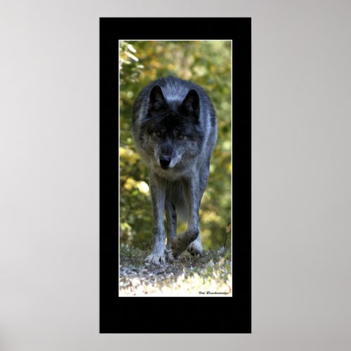 The Loner Gray Wolf Wildlife Photo Poster