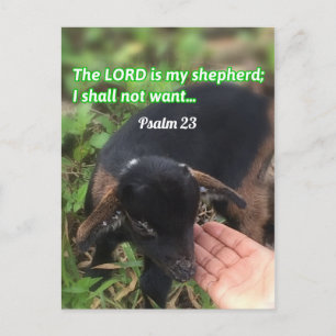 The Lord Is My Shepherd Bible Verse Picture Postcard