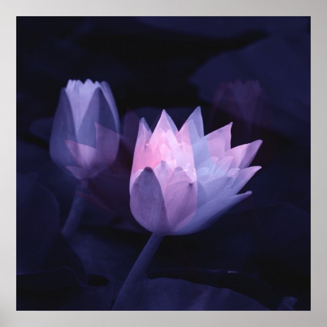 The love of lilies.... poster (Front)