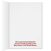 The Lovely Lewisia-Cotyledon (Inside (Right))