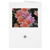 The Lovely Lewisia-Cotyledon Cards (Back)