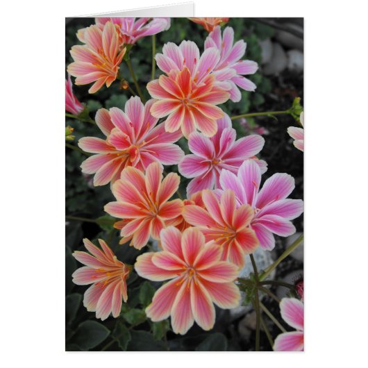 The Lovely Lewisia-Cotyledon Cards (Front)