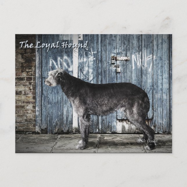 The Loyal Hound Postcard (Front)