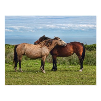 The Lundy Ponies Postcard