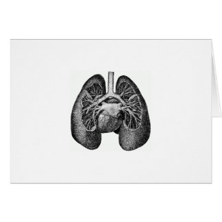 The lungs & heart
