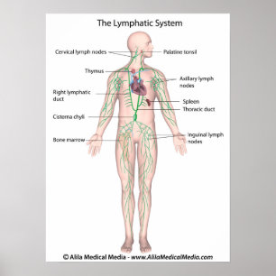 The lymphatic system labeled Poster