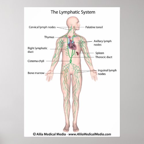 The lymphatic system labeled Poster