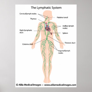 The lymphatic system labeled Poster