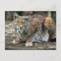 The Lynx Photograph
