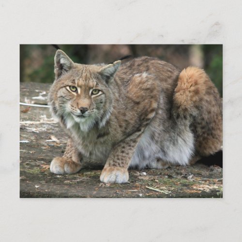 The Lynx Photograph Postcard